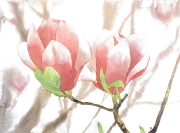 02 La fragilité, 40x55, Joanna Markowska