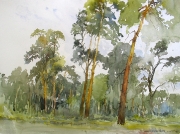 licheń i krzaki 018